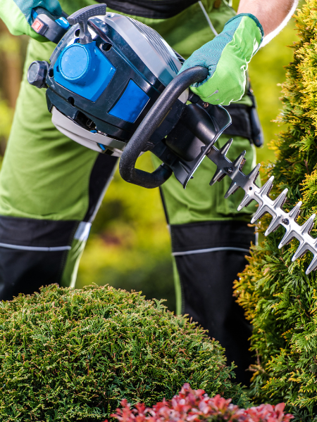 Taille des massifs 2